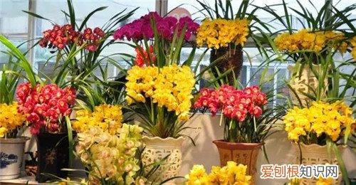 大花蕙兰图片欣赏 大花蕙兰资料大全