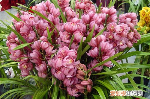 大花蕙兰图片欣赏 大花蕙兰资料大全