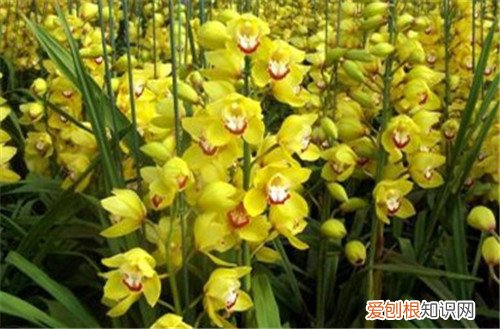 大花蕙兰图片欣赏 大花蕙兰资料大全