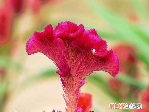 鸡冠花图片 鸡冠花都有哪些作用