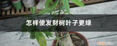 发财树的叶子怎样才能浓绿 怎样使发财树叶子更绿