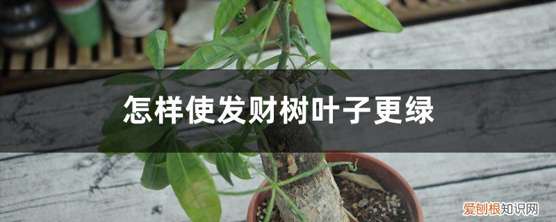 发财树的叶子怎样才能浓绿 怎样使发财树叶子更绿