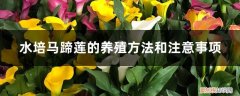 马蹄莲的可以水养殖方法 水培马蹄莲的养殖方法和注意事项