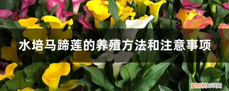 马蹄莲的可以水养殖方法 水培马蹄莲的养殖方法和注意事项