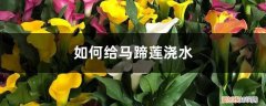 如何给马蹄莲浇水视频 如何给马蹄莲浇水