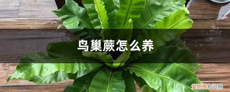 鸟巢蕨类植物怎么养 鸟巢蕨怎么养，鸟巢蕨图片
