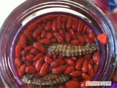 海马是鱼吗 海马泡酒有什么功效