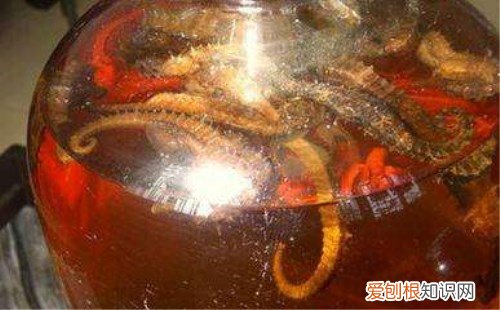 海马是鱼吗 海马泡酒有什么功效