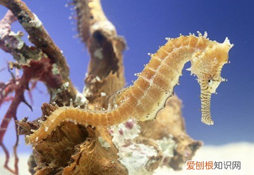 海马是鱼吗 海马泡酒有什么功效