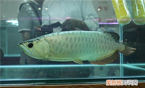 银龙鱼怎么养 银龙鱼价格多少钱