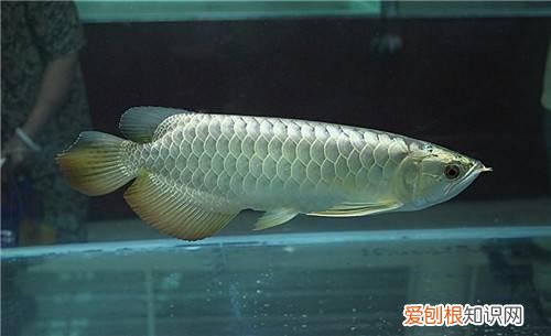 银龙鱼怎么养 银龙鱼价格多少钱