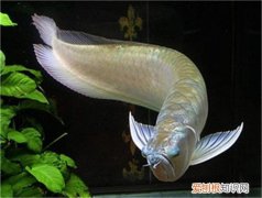 银龙鱼怎么养 银龙鱼价格多少钱