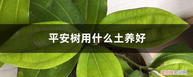 平安树能用营养土吗 平安树用什么土养好