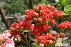 “长寿花”爆盆技术,很快长满整盆枝叶! 长寿蹭蹭猛蹿，光长叶不开花？来1刀，1个月爆盆给你