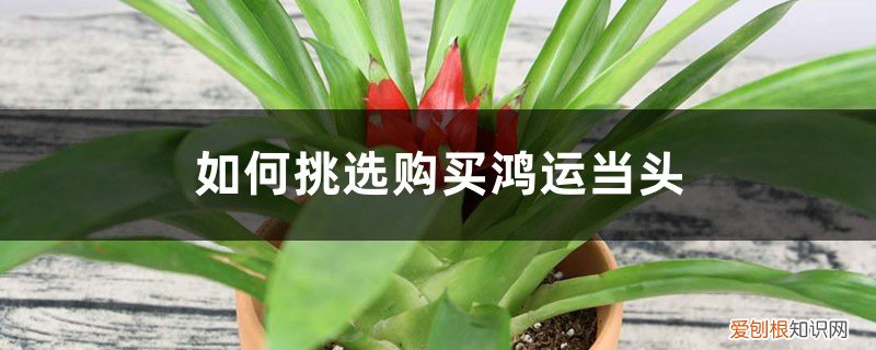 如何挑选购买鸿运当头的品种 如何挑选购买鸿运当头