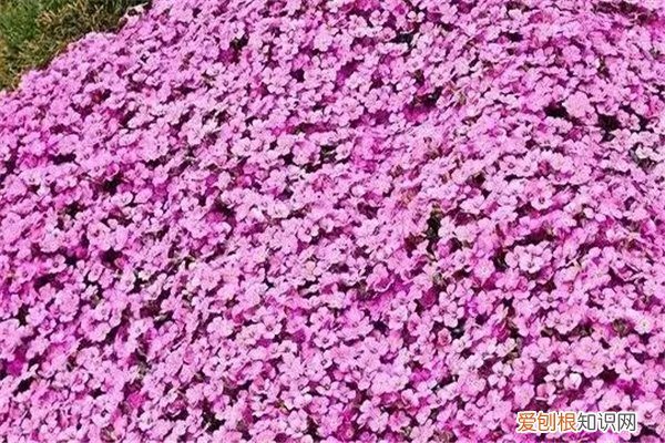 种子会爆开的花 这10种花扔把种子就狂长，开爆阳台，根本停不下来！