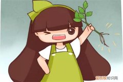 撞墙2.0扦插详细说明 “撞墙2.0扦插法”，插啥活啥，再不用买花了！