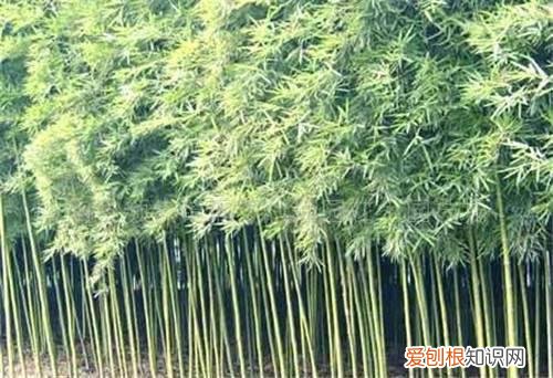 竹子的图片欣赏 竹子的种类有哪些