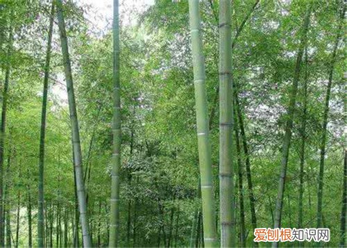 竹子的图片欣赏 竹子的种类有哪些