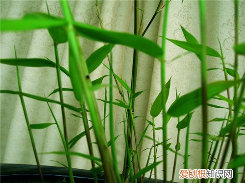 竹子的图片欣赏 竹子的种类有哪些