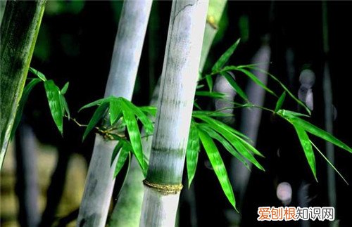 竹子的图片欣赏 竹子的种类有哪些
