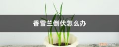 香雪兰叶子软倒下 香雪兰倒伏怎么办