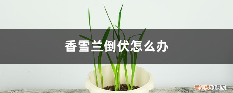 香雪兰叶子软倒下 香雪兰倒伏怎么办
