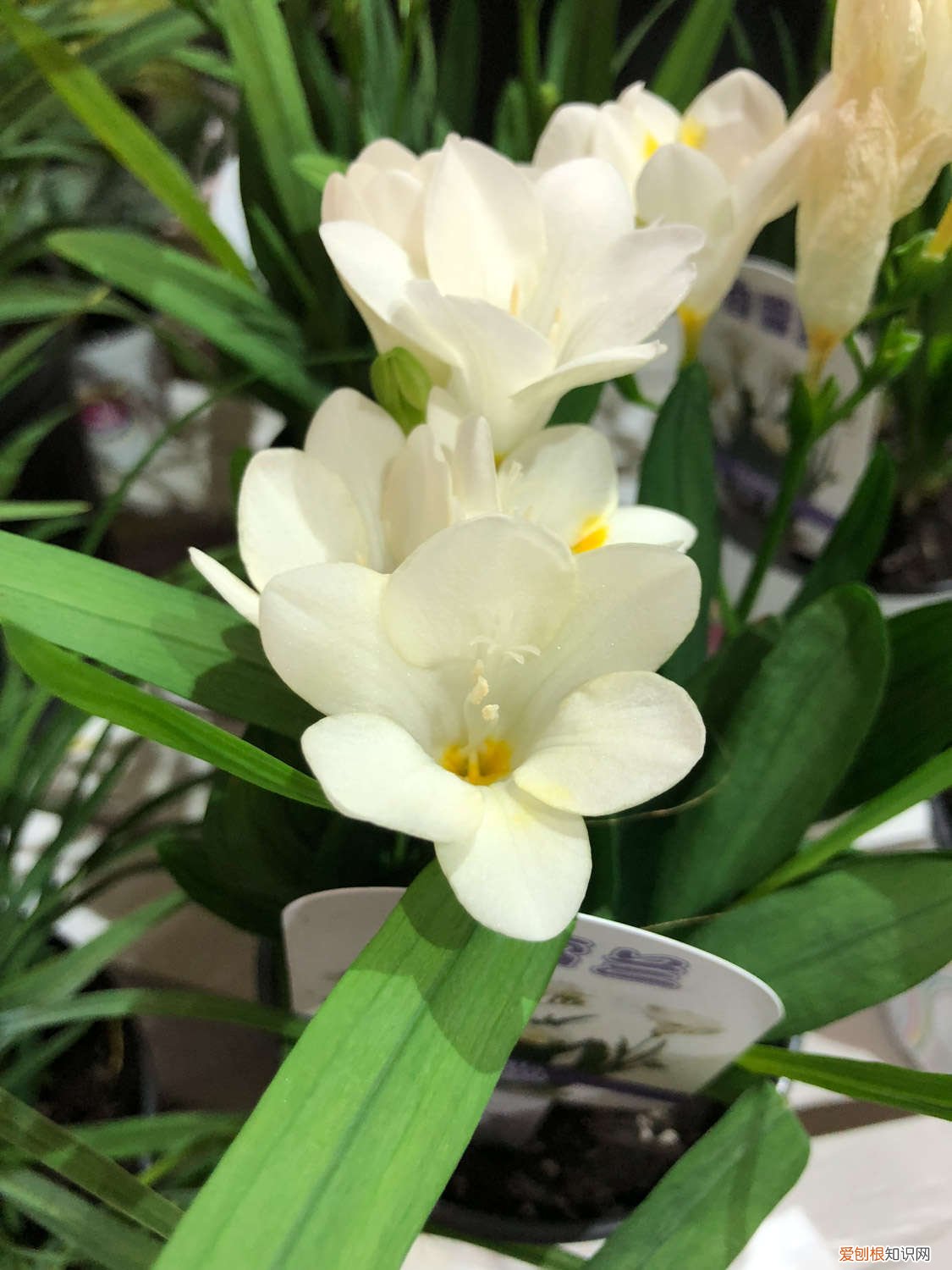 香雪兰长叶子不开花 香雪兰不开花怎么办
