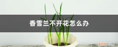 香雪兰长叶子不开花 香雪兰不开花怎么办