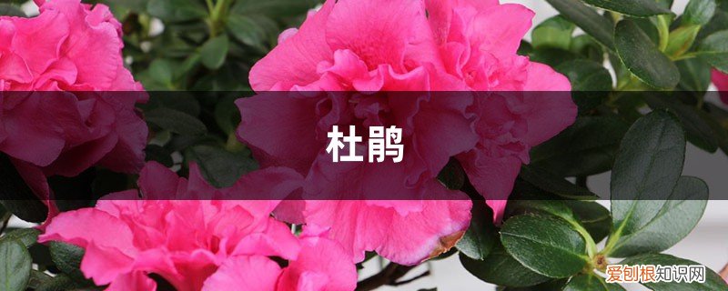 杜鹃花为什么黄叶掉叶 盆里滴点它，杜鹃再也不黄叶，开花爆盆100朵！