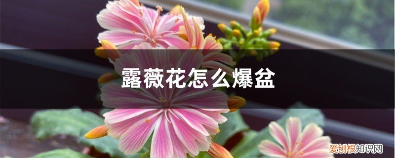 露薇花盆栽 露薇花怎么爆盆