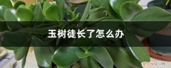 玉树徒长图片 玉树徒长了怎么办