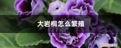 大岩桐繁殖方法的优缺点 大岩桐怎么繁殖