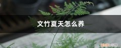 文竹夏天怎么养护和浇水 文竹夏天怎么养