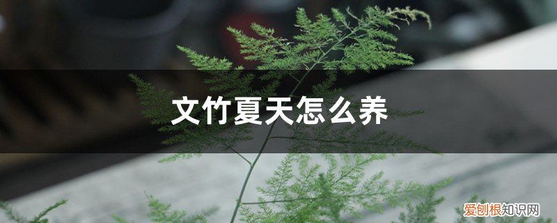 文竹夏天怎么养护和浇水 文竹夏天怎么养