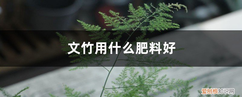 文竹可以用什么肥料 文竹用什么肥料好