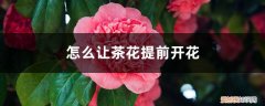 茶花马上开花了,需要注意什么 怎么让茶花提前开花，怎么延长花期