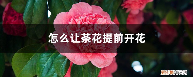 茶花马上开花了,需要注意什么 怎么让茶花提前开花，怎么延长花期