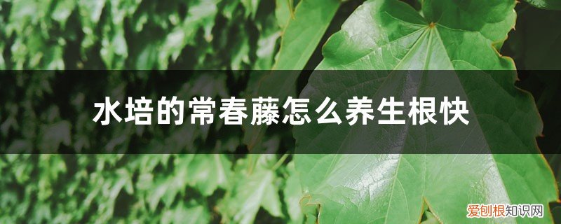 水培常春藤方法和注意事项 水培的常春藤怎么养生根快