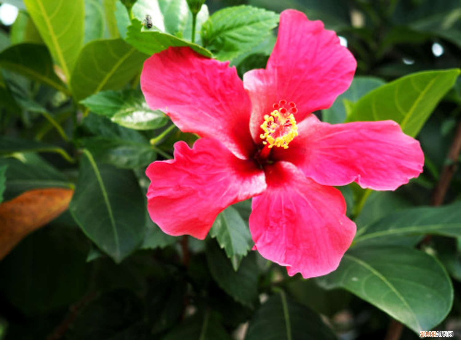 扶桑花什么时候修剪最好 扶桑花什么时候修剪