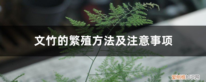 文竹的繁殖方法和注意事项 文竹的繁殖方法及注意事项