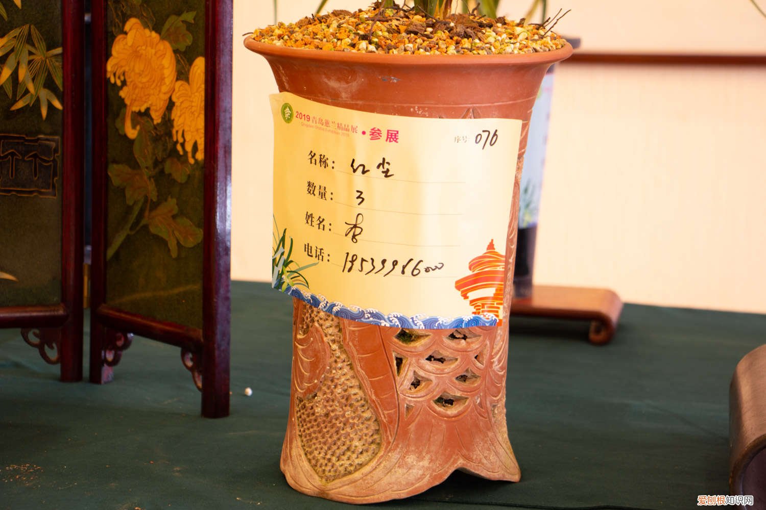 养了三年的兰花终于开花了 兰花3年不开花？养兰大神教你这1招，1个月养出极品天价兰！