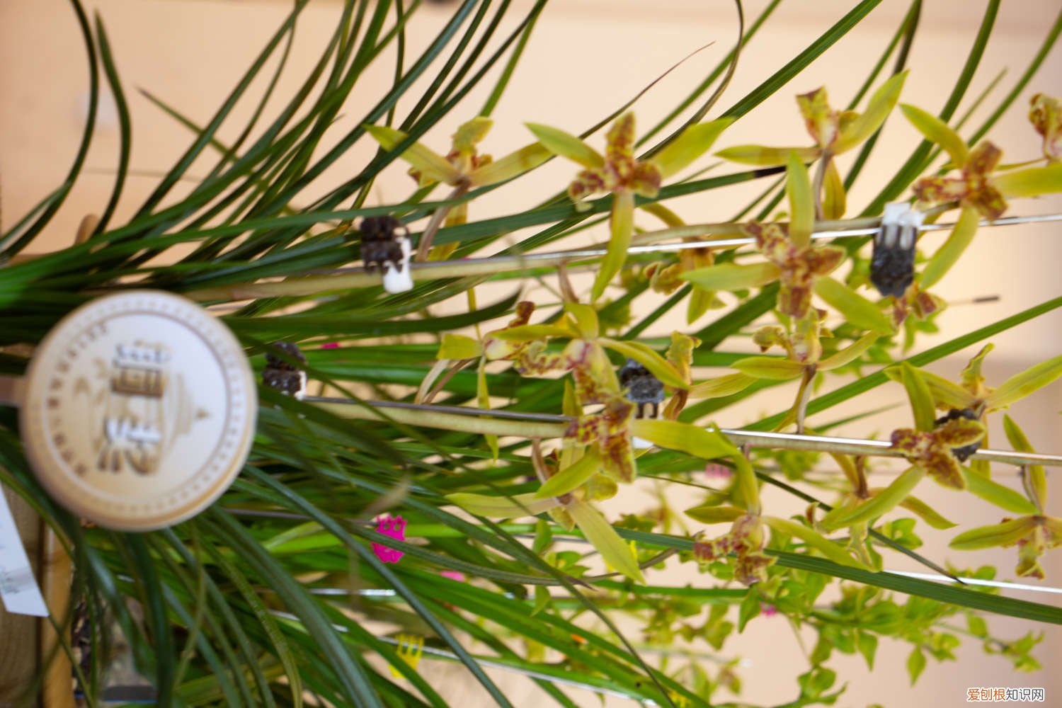 养了三年的兰花终于开花了 兰花3年不开花？养兰大神教你这1招，1个月养出极品天价兰！