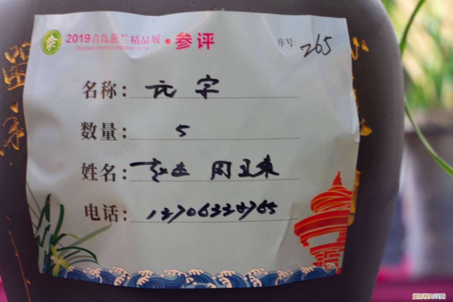 养了三年的兰花终于开花了 兰花3年不开花？养兰大神教你这1招，1个月养出极品天价兰！