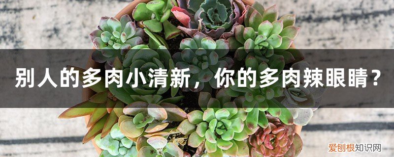 可爱的多肉 别人的多肉小清新，你的多肉辣眼睛？