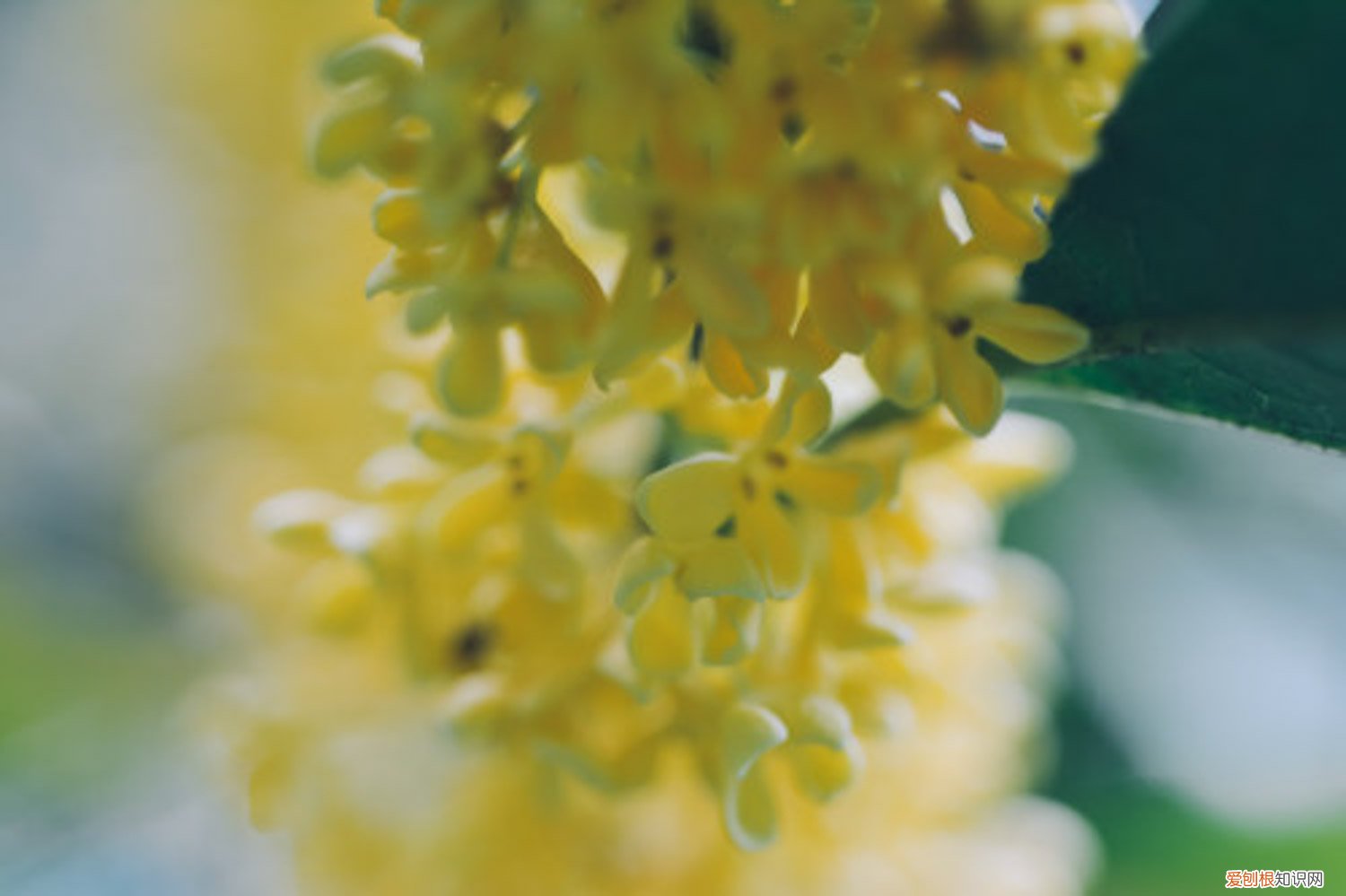 桂花树叶子黄了怎么办 桂花树叶子干枯发黄怎么办