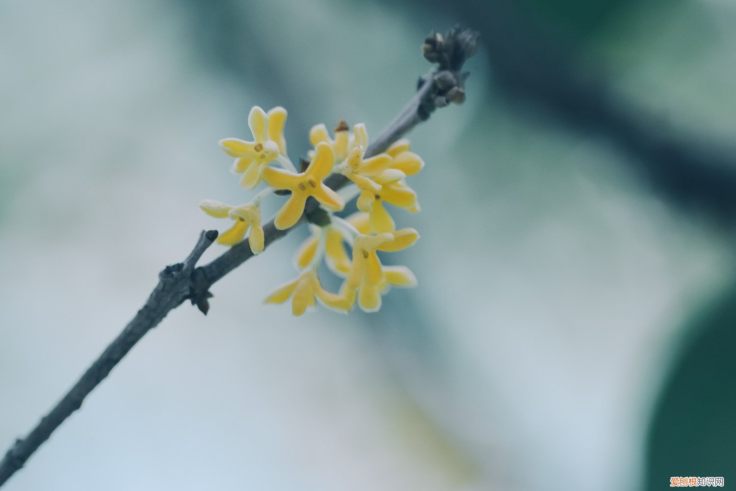 桂花树叶子黄了怎么办 桂花树叶子干枯发黄怎么办
