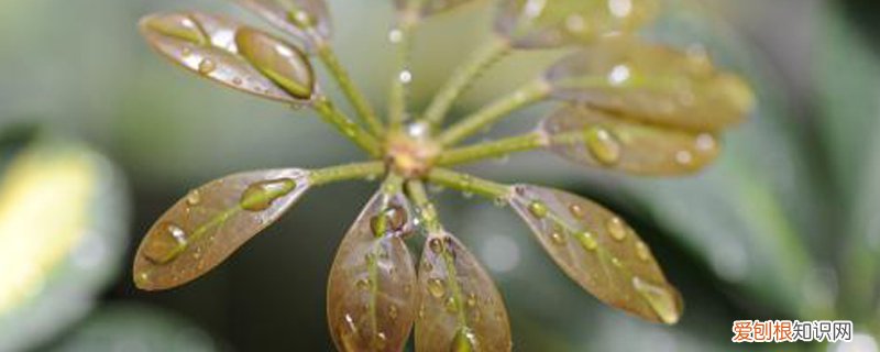 鹅掌木需要修剪吗 鹅掌木剪枝可以种植吗