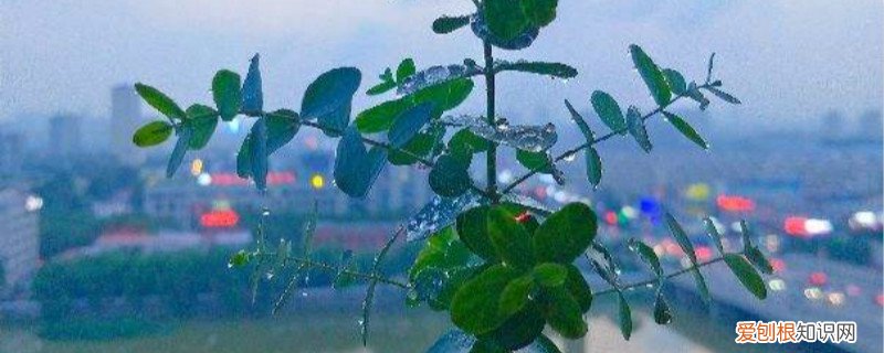 尤加利叶剪枝后怎么养 尤加利怎么养,怎么修剪