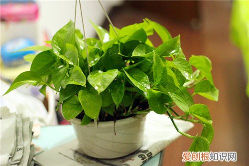 绿萝叶子发黄有什么办法 绿萝发挥着哪些作用